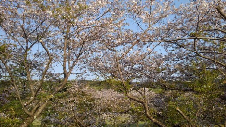 葉桜：広瀬